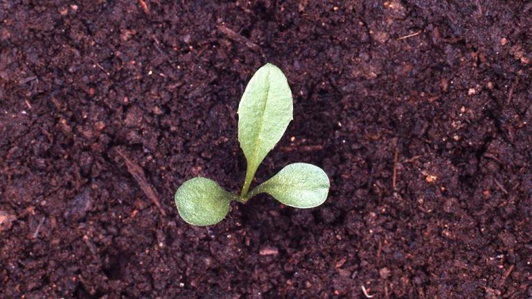 Diente de león, Dicotiledóneas perennes