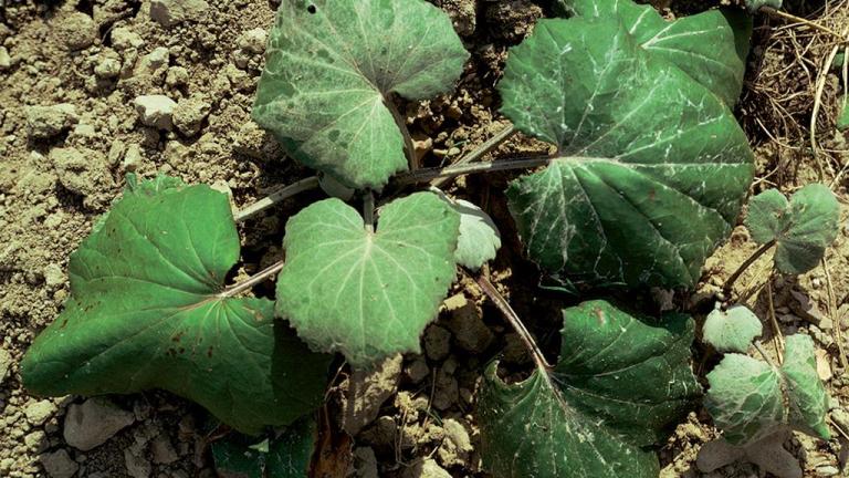 Tusilago, Dicotiledóneas perennes