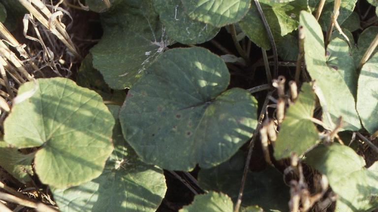 Tusilago, Dicotiledóneas perennes