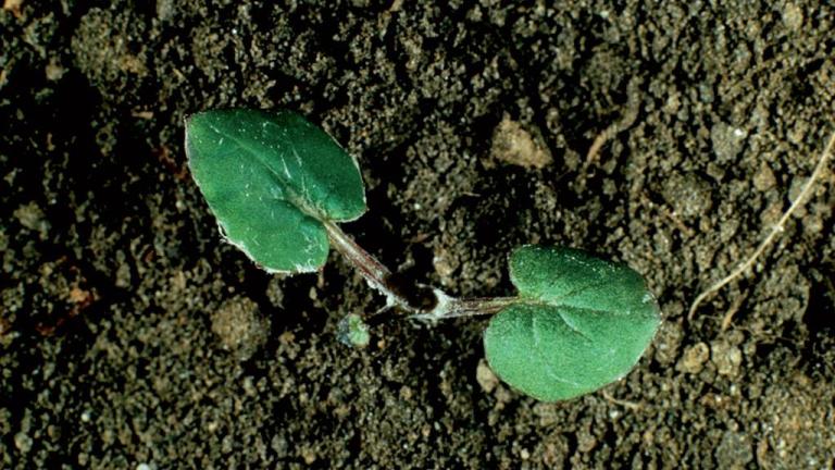 Tusilago, Dicotiledóneas perennes