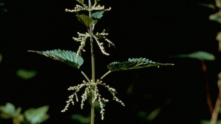 Ortiga, Dicotiledóneas perennes