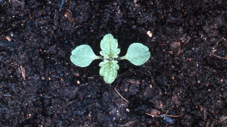 Ortiga, Dicotiledóneas perennes