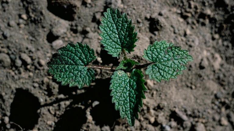 Ortiga, Dicotiledóneas perennes