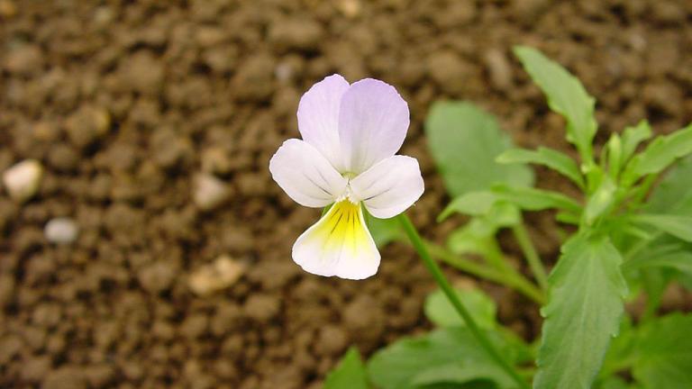 Viola, Dicotiledóneas anuales