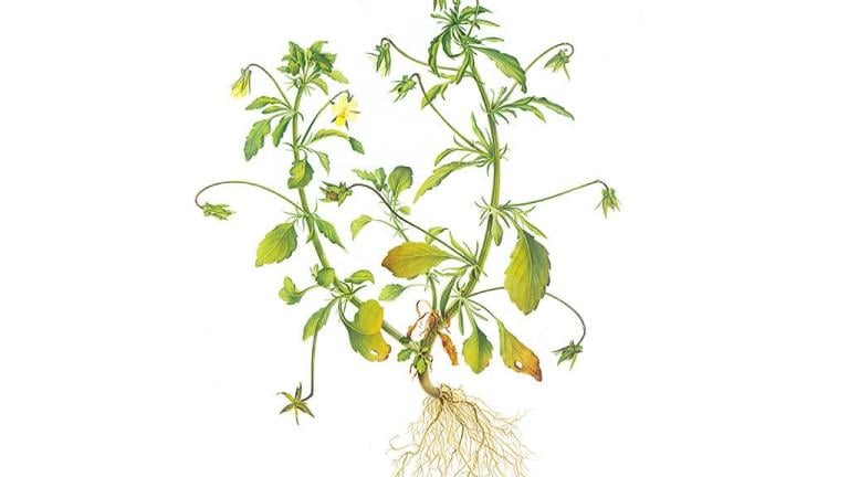 Viola, Dicotiledóneas anuales