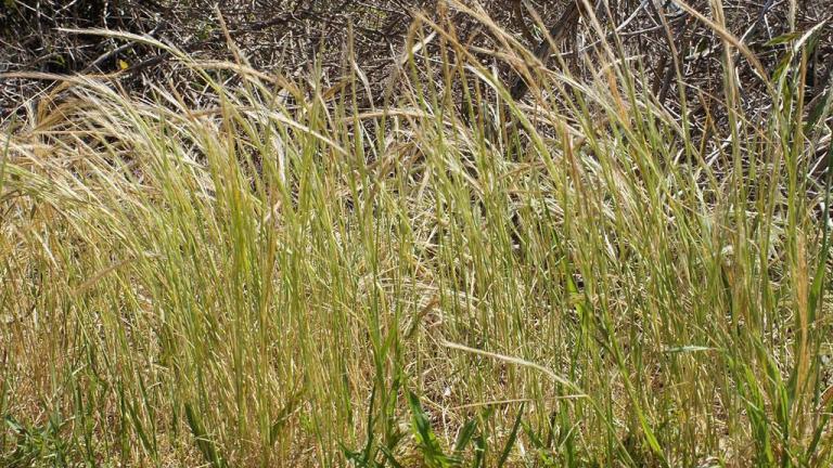 Vulpia, Gramíneas anuales y perennes