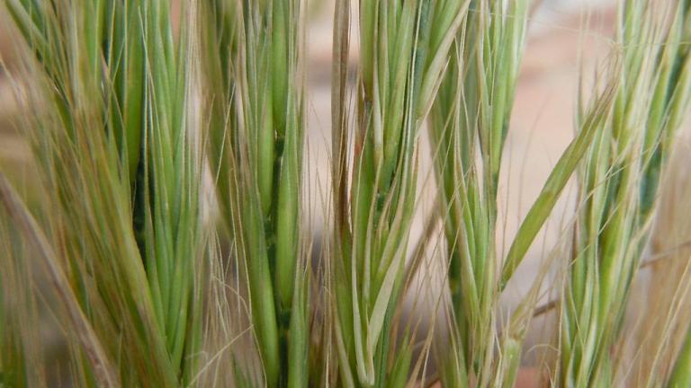 Vulpia, Gramíneas anuales y perennes