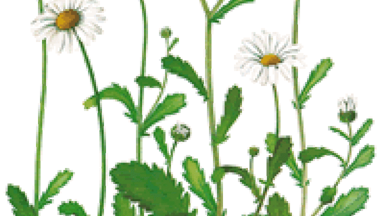 chrysanthemum leucanthemum