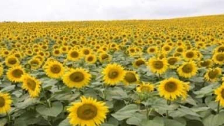 Campo de girasoles