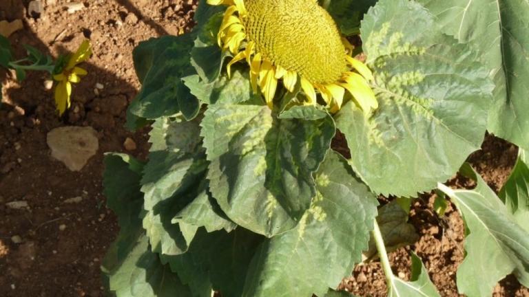Jopo y mildiu: 2 posibles amenazas letales para el cultivo del girasol