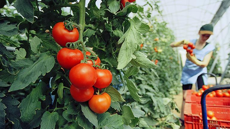 Semillas hortícolas