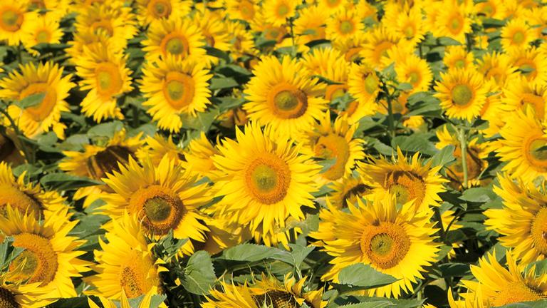 Cultivo del girasol