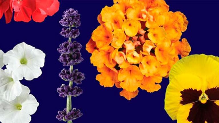 Horticultura ornamental