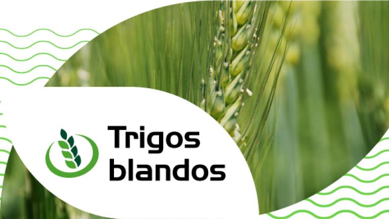 Trigos blandos Syngenta