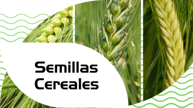 Semillas de cereales
