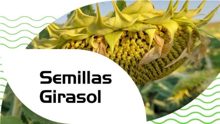 Semillas de girasol