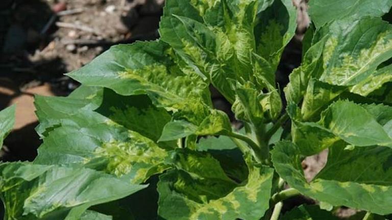 Estrategia integrada para el control de mildiu en girasol