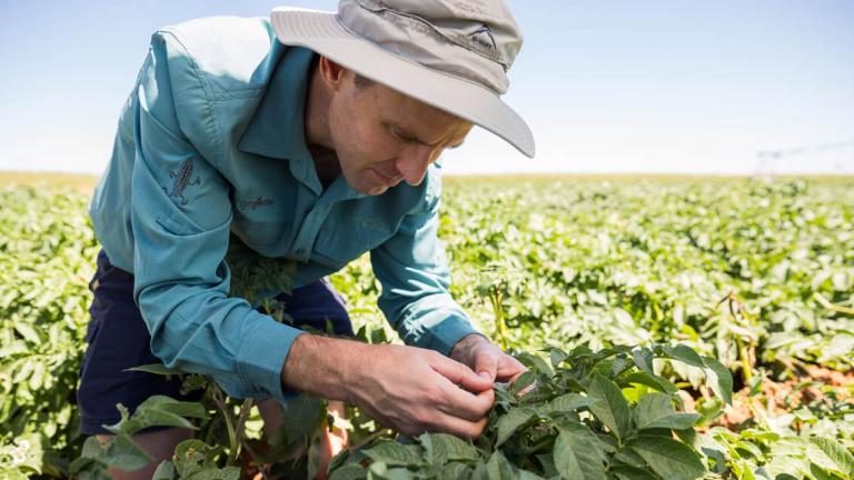 10.-print_male_farmer_inspecting_potato_crop_for_late_blight_phytophthora_infestans_and_early_blight_alternaria_solani_1.jpg