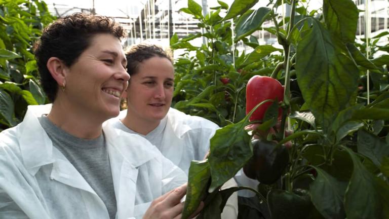 14.-_growers_examining_red_pepper_in_greenhouse_lr_1.jpg