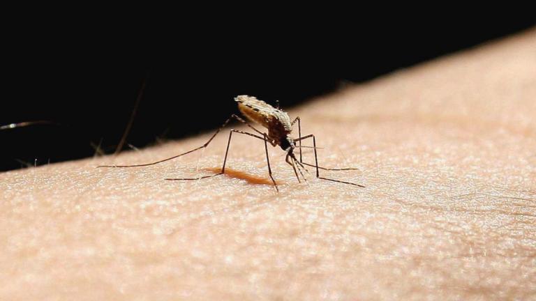Lucha global contra la malaria