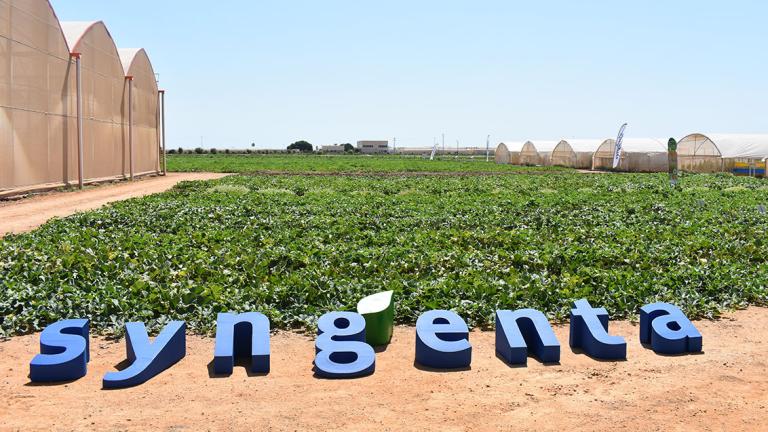 Escaparate de melón y sandía de primer nivel