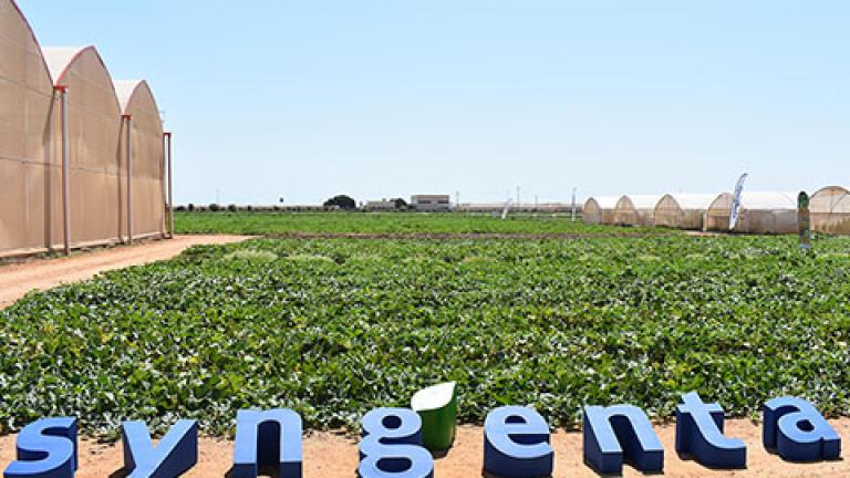 Escaparate de melón y sandía de primer nivel