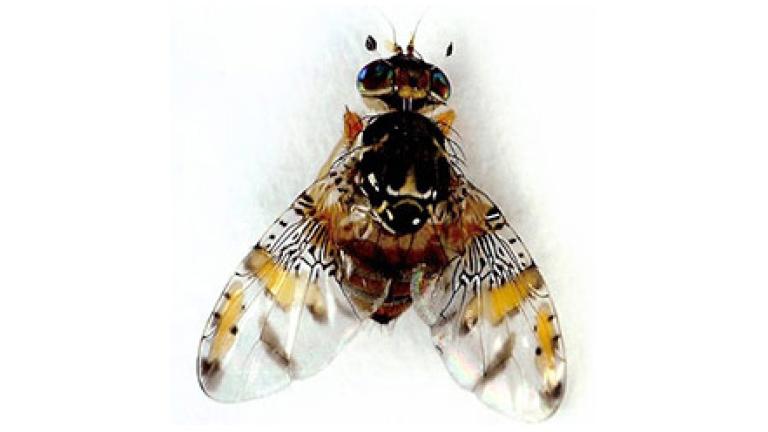 Mosca de la fruta