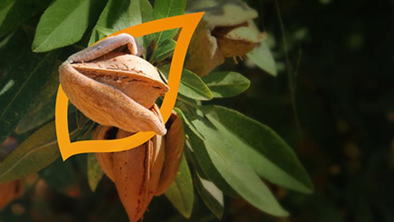 Almendro