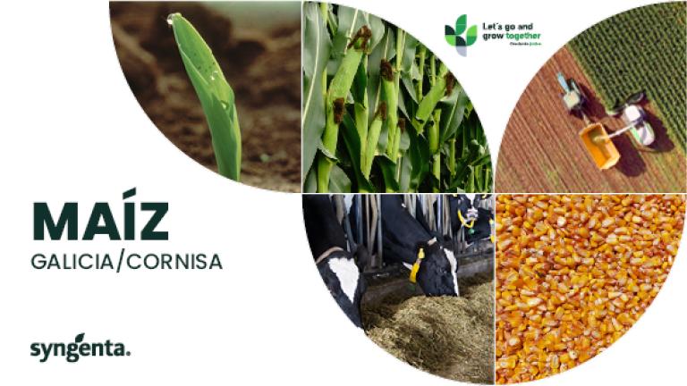 Catálogo Maíz Galicia Cornisa