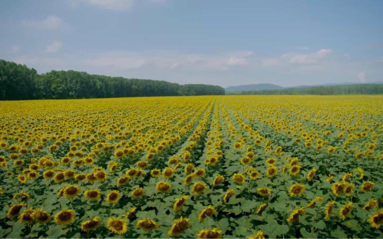 Control del jopo en el cultivo de girasol. Conservando el rendimiento