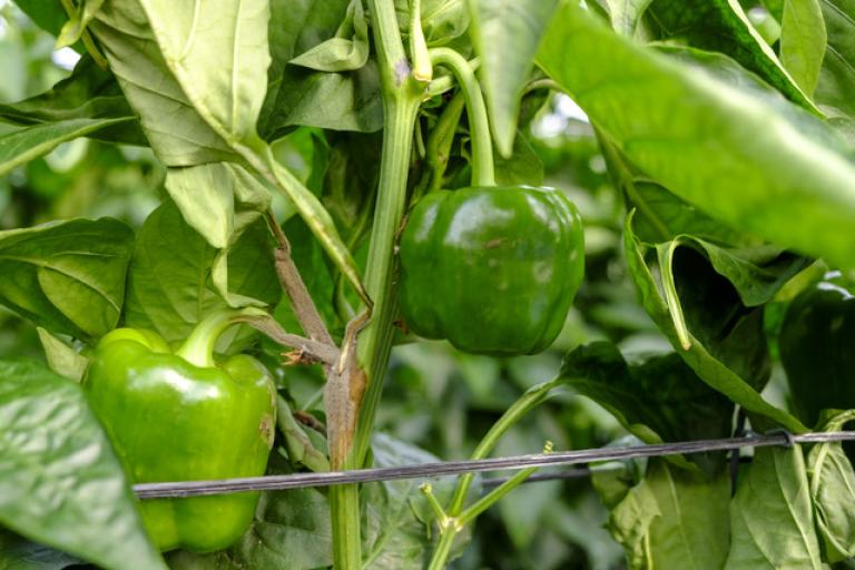 Botrytis en un planta de pimiento
