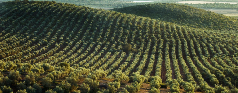 Campo de Olivares