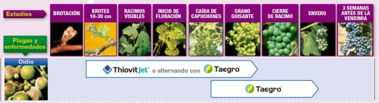 Tratamiento ecológico de oídio en viñedo