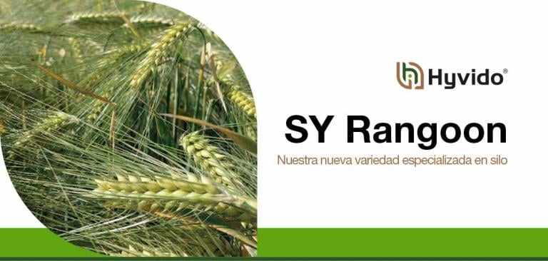 SY Rangoon - Nuestra nueva variedad especializada en silo