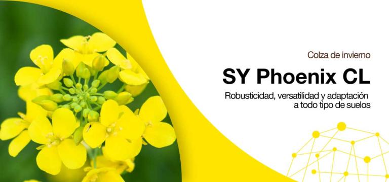 SY Phoenix CL - Colza de invierno