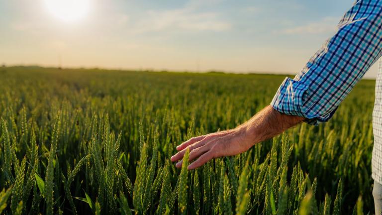 amenazas agrícolas que puedan afectar al cereal