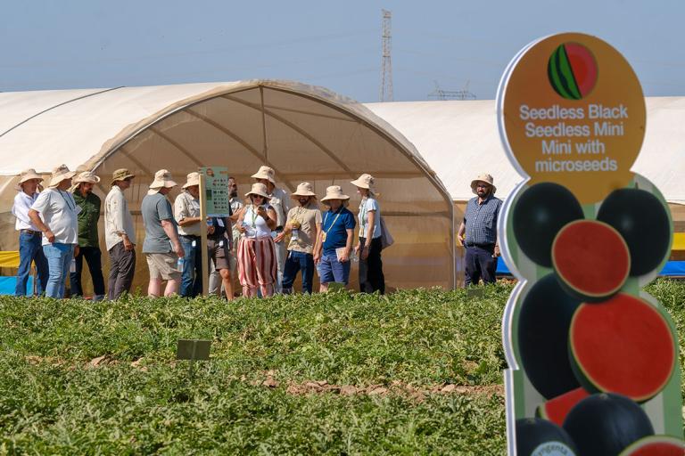 Syngenta reúne al sector del melón y sandía