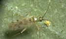 Nesidiocoris