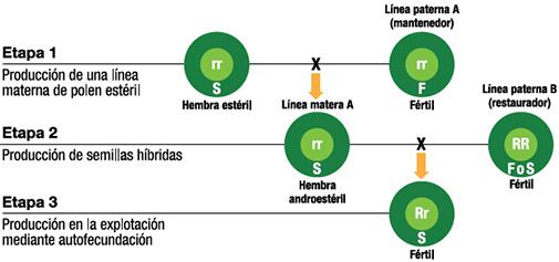 etapas de producción