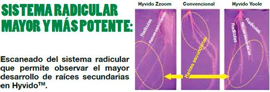 sistema radicular mayor y más potente
