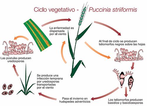 ciclo vegetativo - puccinia striiformis