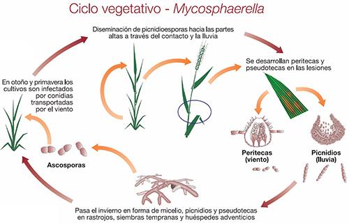 ciclo vegetativo - mycosphaerella