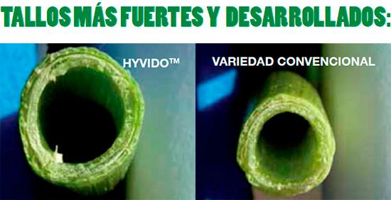 tallos más fuertes y desarrollados - hyvido y variedad convencional