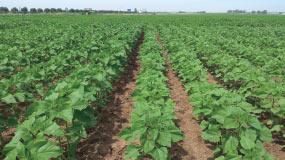 Campo de plantas de girasol de la variedad SY Roseta