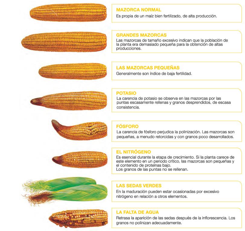 Gráfico Maíz técnicas 2
