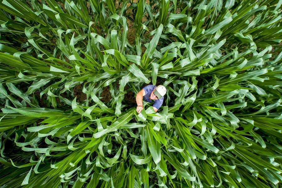 hombre en campo de maíz