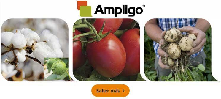 Imágenes de Ampligo