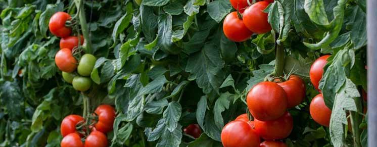 Tomates en tomatera