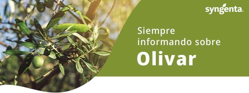 Siempre informado sobre Olivar