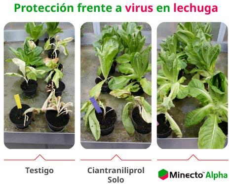 Protección frente a virus en lechuga